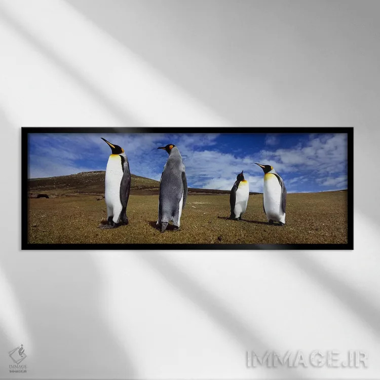 تابلو دکوراتیو Falkland Islands ,چهار پنگوئن شاه ایستاده بر چشم انداز… اثر پانورامیک ایمجز - نمای قابدار مشکی