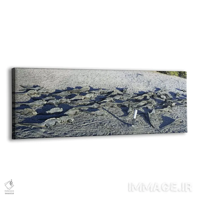 تابلو دکوراتیو Galapagos Islands, Ecuador,ایگواناهای دریایی در ساحل، ج… اثر پانورامیک ایمجز - نمای پرسپکتیو محصول