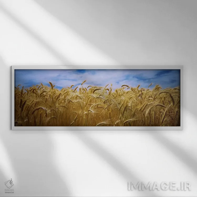 تابلو دکوراتیو Palouse Country, Washington State, USA,محصول گندم در حا… اثر پانورامیک ایمجز - نمای قابدار سفید