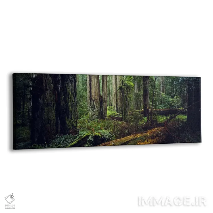 تابلو دکوراتیو Hoh Rainforest, Olympic National Park, Washington State… اثر پانورامیک ایمجز - نمای پرسپکتیو محصول