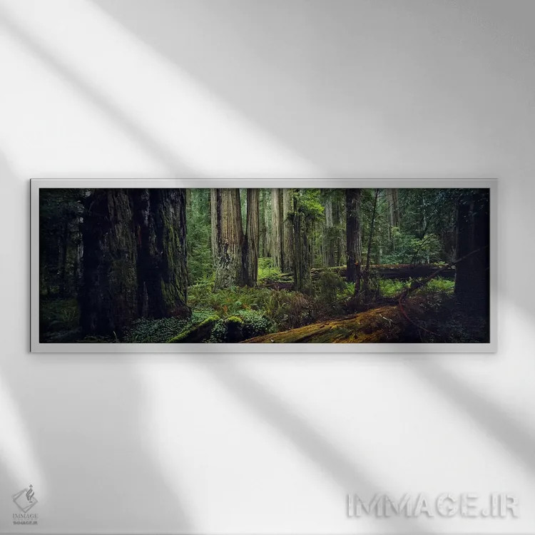 تابلو دکوراتیو Hoh Rainforest, Olympic National Park, Washington State… اثر پانورامیک ایمجز - نمای قابدار سفید