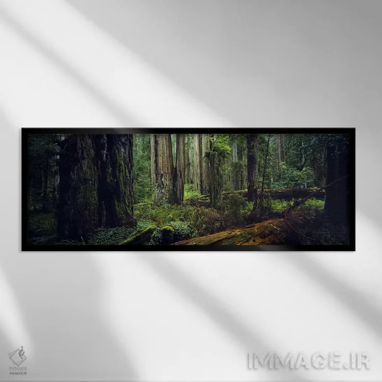 تابلو دکوراتیو Hoh Rainforest, Olympic National Park, Washington State… اثر پانورامیک ایمجز - نمای قابدار مشکی
