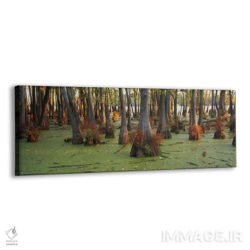 تابلو دکوراتیو Illinois, USA,درختان سرو کچل در جنگل، ایلی نویز، آمریکا اثر پانورامیک ایمجز - نمای پرسپکتیو محصول