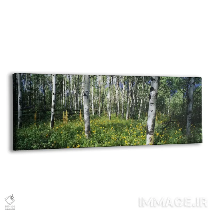 تابلو دکوراتیو مزرعه صنوبرهای کوهستان راکی اثر پانورامیک ایمجز - نمای پرسپکتیو محصول