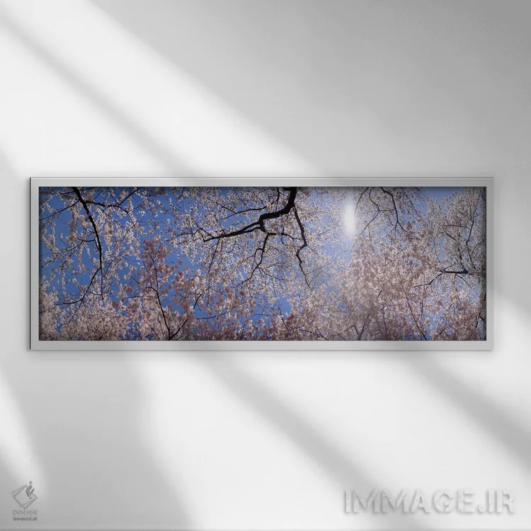 تابلو دکوراتیو USA,نمای پایین از درختان شکوفه گیلاس، واشنگتن دی سی، آم… اثر پانورامیک ایمجز - نمای قابدار سفید