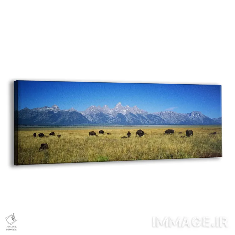 تابلو دکوراتیو Wyoming, USA,گله گاومیش در دشتی با کوه ها در پس زمینه… اثر پانورامیک ایمجز - نمای پرسپکتیو محصول