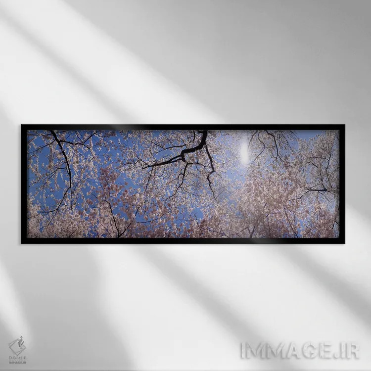 تابلو دکوراتیو USA,نمای پایین از درختان شکوفه گیلاس، واشنگتن دی سی، آم… اثر پانورامیک ایمجز - نمای قابدار مشکی