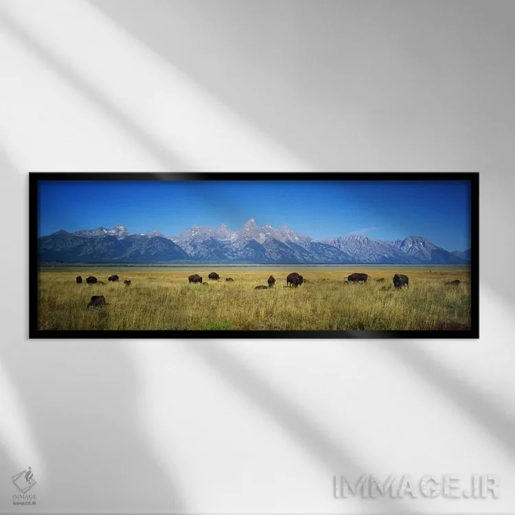 تابلو دکوراتیو Wyoming, USA,گله گاومیش در دشتی با کوه ها در پس زمینه… اثر پانورامیک ایمجز - نمای قابدار مشکی