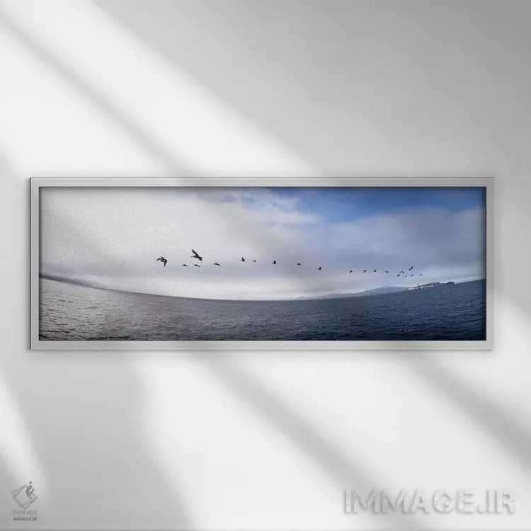 تابلو دکوراتیو Alcatraz, San Francisco, California, USA,پلیکان ها در ح… اثر پانورامیک ایمجز - نمای قابدار سفید