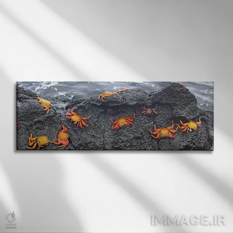 تابلو دکوراتیو Ecuador,نمای بالا از خرچنگ های سالی لایت فوت روی یک صخر… اثر پانورامیک ایمجز - نمای روبهرو روی دیوار