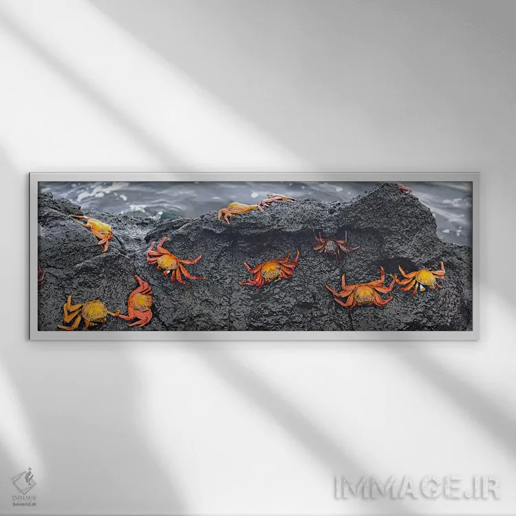 تابلو دکوراتیو Ecuador,نمای بالا از خرچنگ های سالی لایت فوت روی یک صخر… اثر پانورامیک ایمجز - نمای قابدار سفید