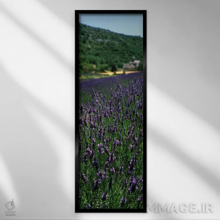 تابلو دکوراتیو Provence-Alpes-Cote d'Azur, France,مزرعه اسطوخودوس با ص… اثر پانورامیک ایمجز - نمای قابدار مشکی
