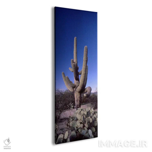تابلو دکوراتیو Saguaro National Park, Tucson, Arizona, USA #2,نمای روب… اثر پانورامیک ایمجز - نمای پرسپکتیو محصول