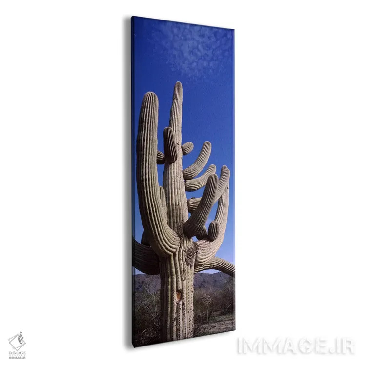 تابلو دکوراتیو Saguaro National Park, Tucson, Arizona, USA,نمای روبه پ… اثر پانورامیک ایمجز - نمای پرسپکتیو محصول