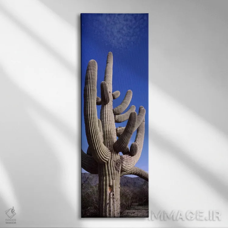 تابلو دکوراتیو Saguaro National Park, Tucson, Arizona, USA,نمای روبه پ… اثر پانورامیک ایمجز - نمای روبهرو روی دیوار