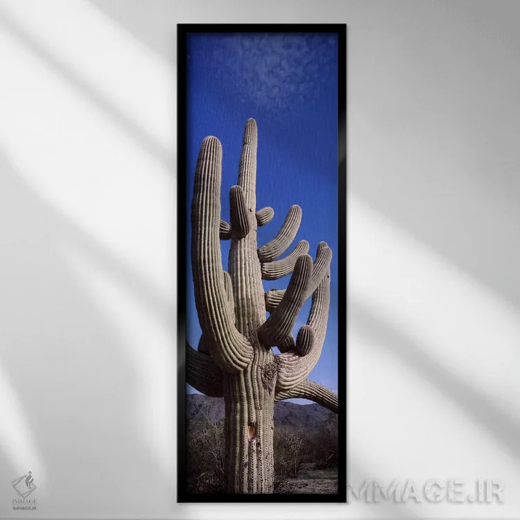 تابلو دکوراتیو Saguaro National Park, Tucson, Arizona, USA,نمای روبه پ… اثر پانورامیک ایمجز - نمای قابدار مشکی