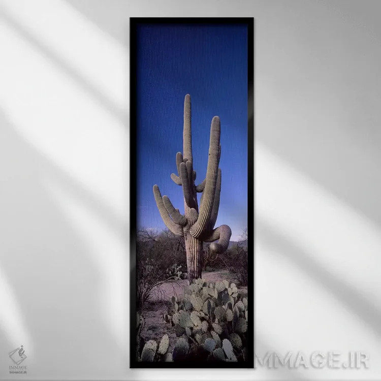 تابلو دکوراتیو Saguaro National Park, Tucson, Arizona, USA #2,نمای روب… اثر پانورامیک ایمجز - نمای قابدار مشکی