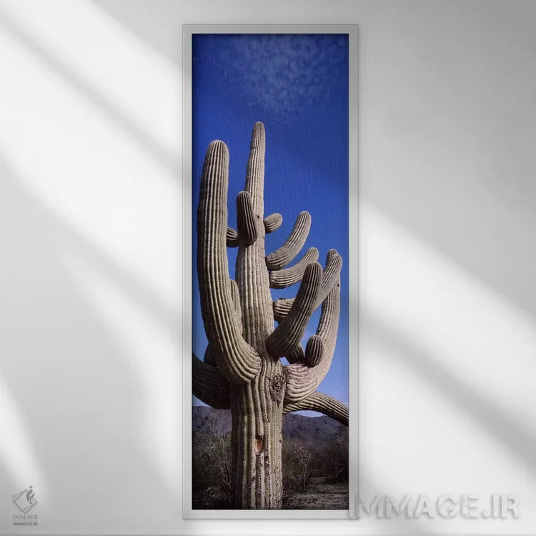 تابلو دکوراتیو Saguaro National Park, Tucson, Arizona, USA,نمای روبه پ… اثر پانورامیک ایمجز - نمای قابدار سفید