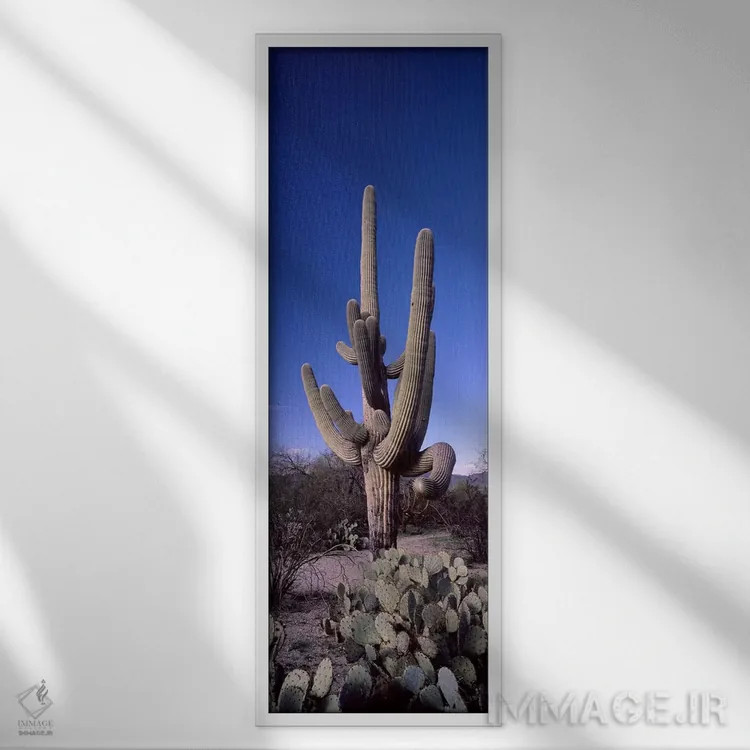 تابلو دکوراتیو Saguaro National Park, Tucson, Arizona, USA #2,نمای روب… اثر پانورامیک ایمجز - نمای قابدار سفید
