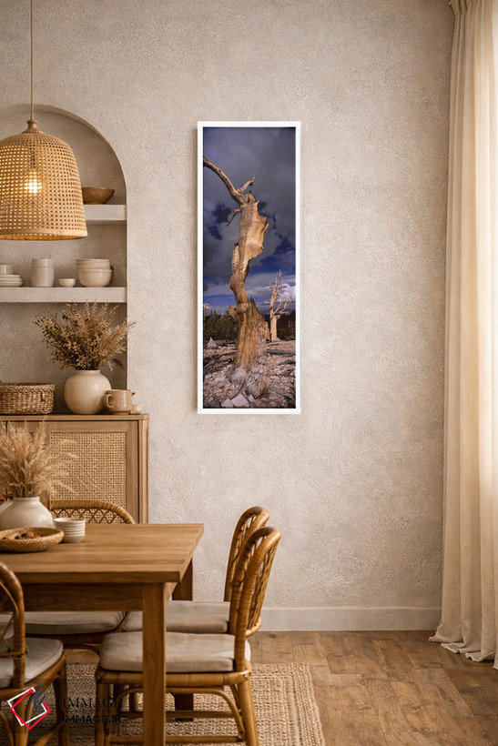 تابلو دکوراتیو White Mountain, California, USA,درختان کاج بریستل کون در مناظر طبیعی، کوه… - D4W