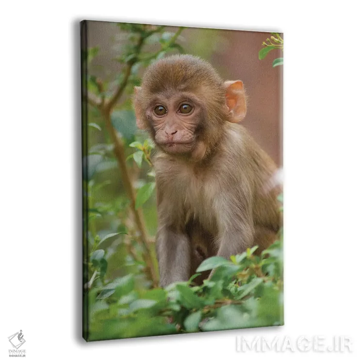 تابلو دکوراتیو Monkey Temple, Jaipur, Rajasthan, India,بچه میمون رزوس… اثر اینگر هوگستروم - نمای پرسپکتیو محصول