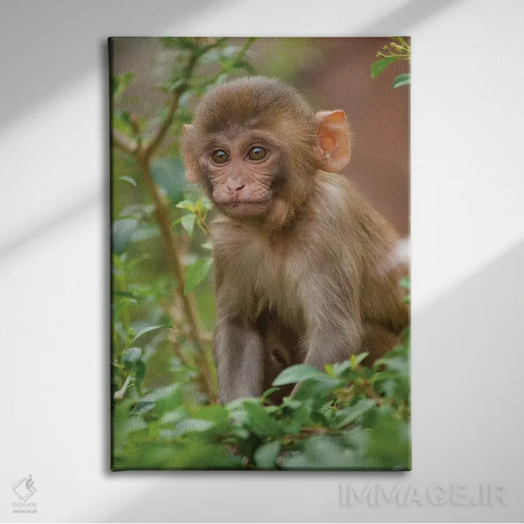 تابلو دکوراتیو Monkey Temple, Jaipur, Rajasthan, India,بچه میمون رزوس… اثر اینگر هوگستروم - نمای روبهرو روی دیوار