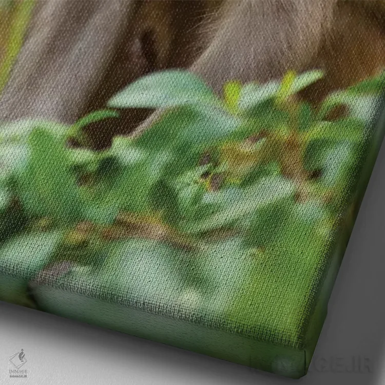 تابلو دکوراتیو Monkey Temple, Jaipur, Rajasthan, India,بچه میمون رزوس… اثر اینگر هوگستروم - نمای نزدیک بافت بوم