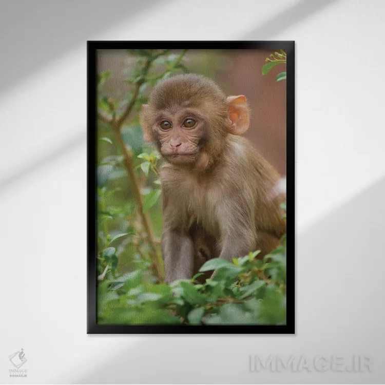 تابلو دکوراتیو Monkey Temple, Jaipur, Rajasthan, India,بچه میمون رزوس… اثر اینگر هوگستروم - نمای قابدار مشکی