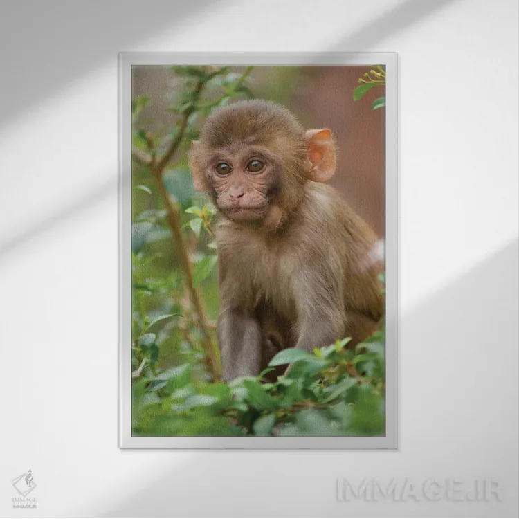 تابلو دکوراتیو Monkey Temple, Jaipur, Rajasthan, India,بچه میمون رزوس… اثر اینگر هوگستروم - نمای قابدار سفید