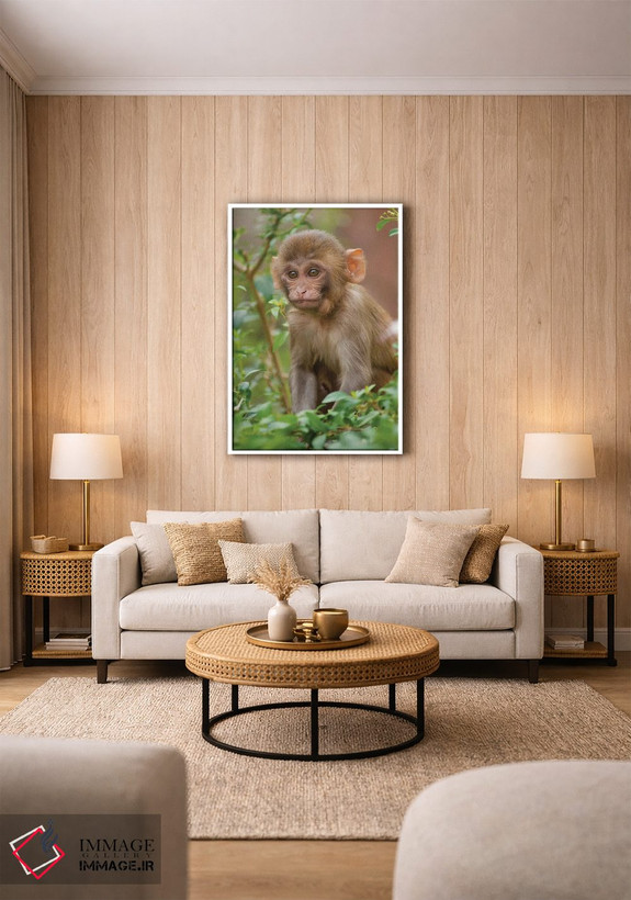 تابلو دکوراتیو Monkey Temple, Jaipur, Rajasthan, India,بچه میمون رزوس… اثر اینگر هوگستروم - D1W