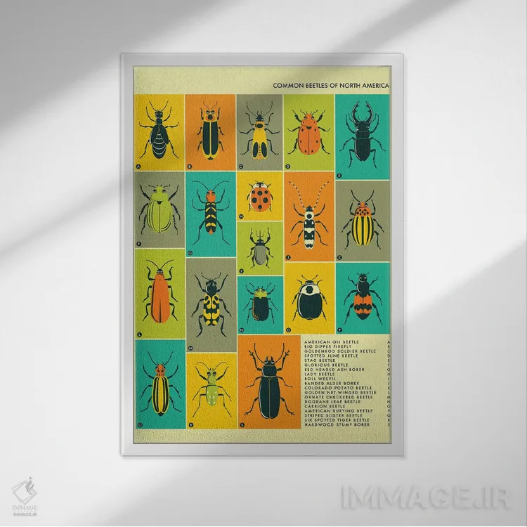 تابلو دکوراتیو سوسک های رایج آمریکای شمالی اثر جازبری بلو - نمای قابدار سفید