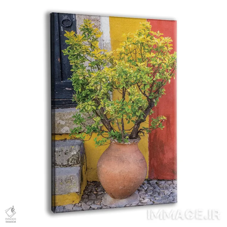 تابلو دکوراتیو Obidos, Portugal,گیاه گلدانی جلوی در ورودی رنگارنگ خانه، اوبی… اثر جولی اگرز - نمای پرسپکتیو محصول