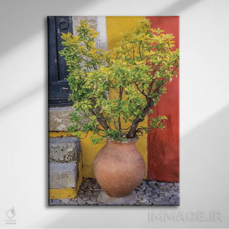تابلو دکوراتیو Obidos, Portugal,گیاه گلدانی جلوی در ورودی رنگارنگ خانه، اوبی… اثر جولی اگرز - نمای روبهرو روی دیوار