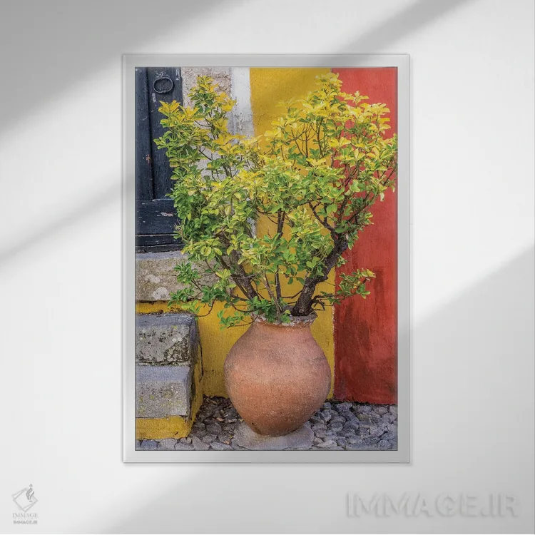 تابلو دکوراتیو Obidos, Portugal,گیاه گلدانی جلوی در ورودی رنگارنگ خانه، اوبی… اثر جولی اگرز - نمای قابدار سفید