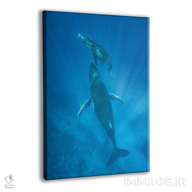 تابلو دکوراتیو Tonga,نهنگ گوژپشت مادر و توله اش، تونگا اثر جف فوت - نمای پرسپکتیو محصول