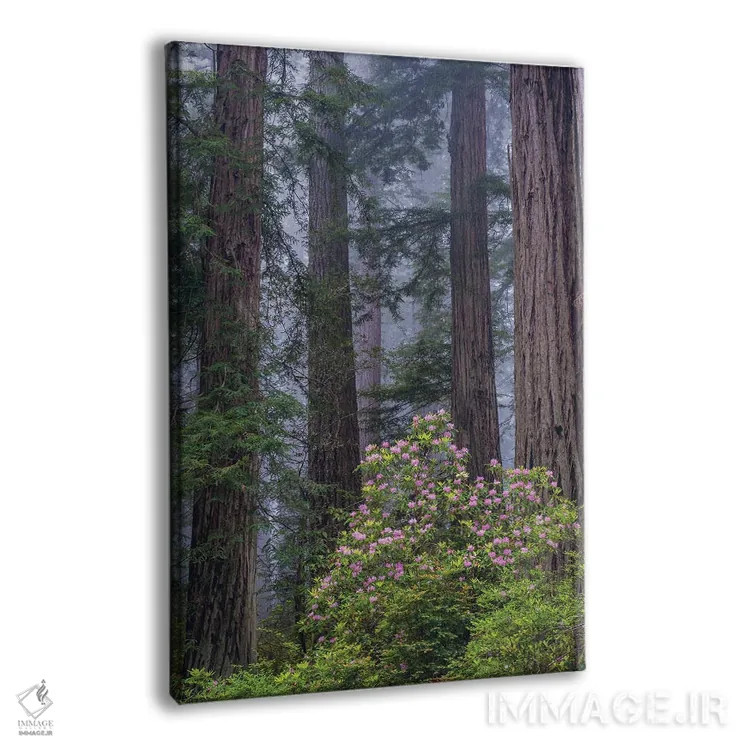 تابلو دکوراتیو Redwood National Park, California,رودودندرون اقیانوس آرام در جنگ… اثر جف فوت - نمای پرسپکتیو محصول