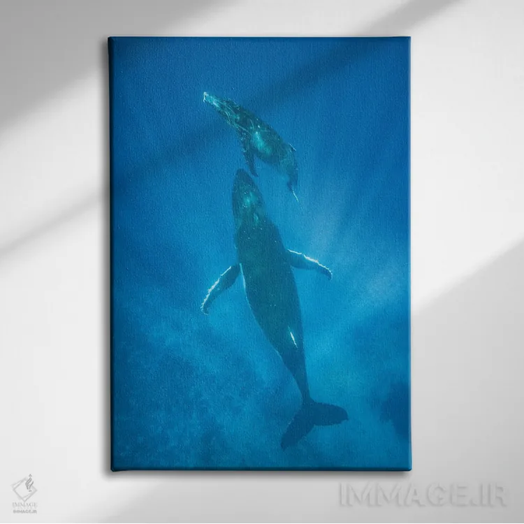 تابلو دکوراتیو Tonga,نهنگ گوژپشت مادر و توله اش، تونگا اثر جف فوت - نمای روبهرو روی دیوار