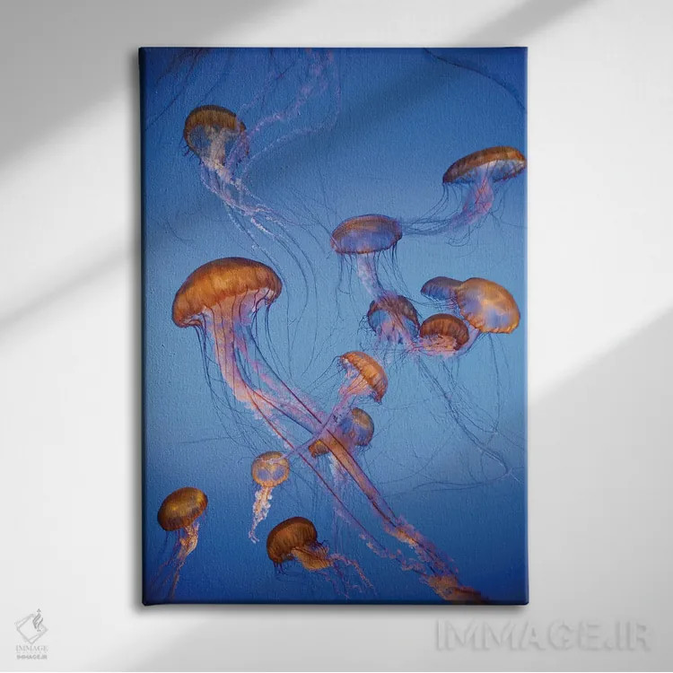 تابلو دکوراتیو captive, California,عروس دریایی پاسیفیک سی نتل، در اسارت، کالیفر… اثر جف فوت - نمای روبهرو روی دیوار