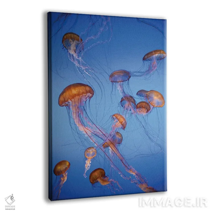 تابلو دکوراتیو captive, California,عروس دریایی پاسیفیک سی نتل، در اسارت، کالیفر… اثر جف فوت - نمای پرسپکتیو محصول