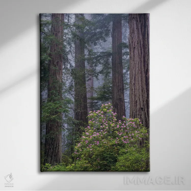 تابلو دکوراتیو Redwood National Park, California,رودودندرون اقیانوس آرام در جنگ… اثر جف فوت - نمای روبهرو روی دیوار