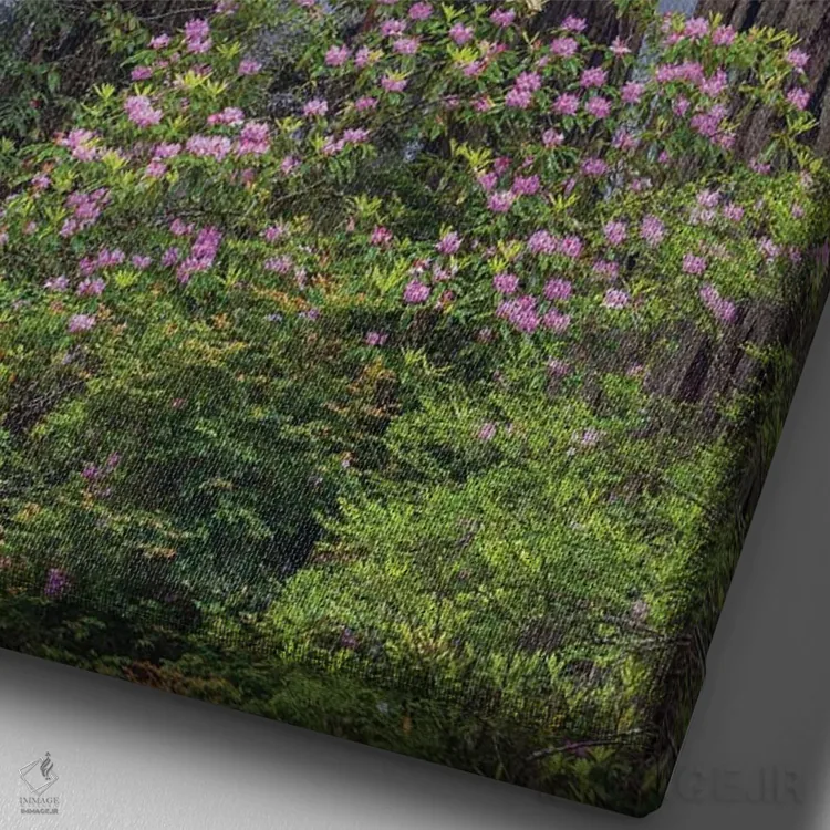 تابلو دکوراتیو Redwood National Park, California,رودودندرون اقیانوس آرام در جنگ… اثر جف فوت - نمای نزدیک بافت بوم