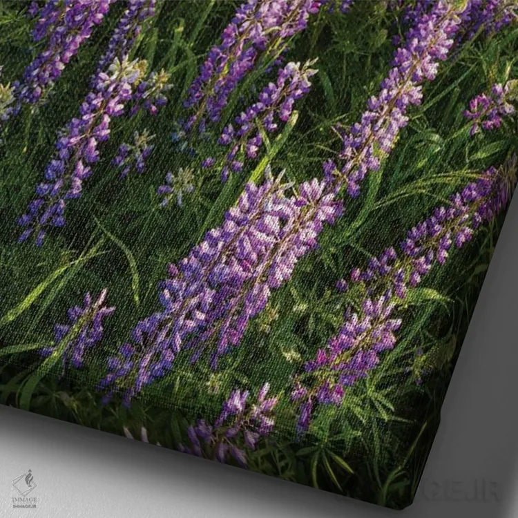 تابلو دکوراتیو Redwood National Park, California,گل های لوپین و درخت بلوط، پارک… اثر جف فوت - نمای نزدیک بافت بوم