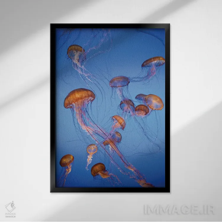 تابلو دکوراتیو captive, California,عروس دریایی پاسیفیک سی نتل، در اسارت، کالیفر… اثر جف فوت - نمای قابدار مشکی