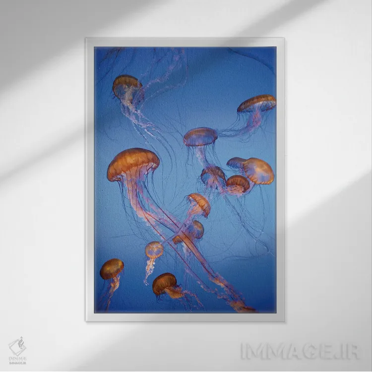 تابلو دکوراتیو captive, California,عروس دریایی پاسیفیک سی نتل، در اسارت، کالیفر… اثر جف فوت - نمای قابدار سفید