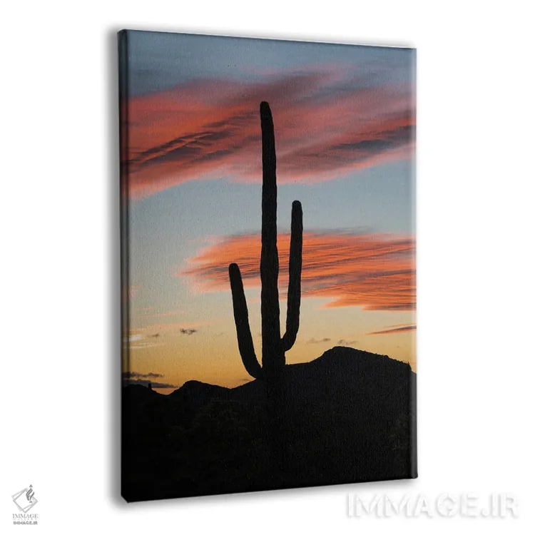 تابلو دکوراتیو Organ Pipe Cactus National Monument, Arizona,کاکتوس ساگوارو در غ… اثر جف فوت - نمای پرسپکتیو محصول