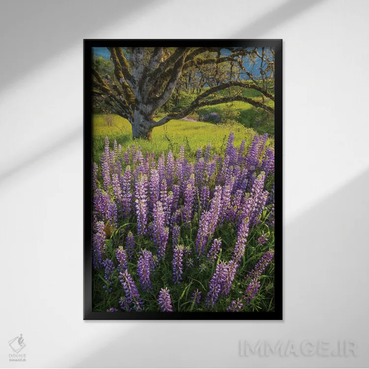 تابلو دکوراتیو Redwood National Park, California,گل های لوپین و درخت بلوط، پارک… اثر جف فوت - نمای قابدار مشکی