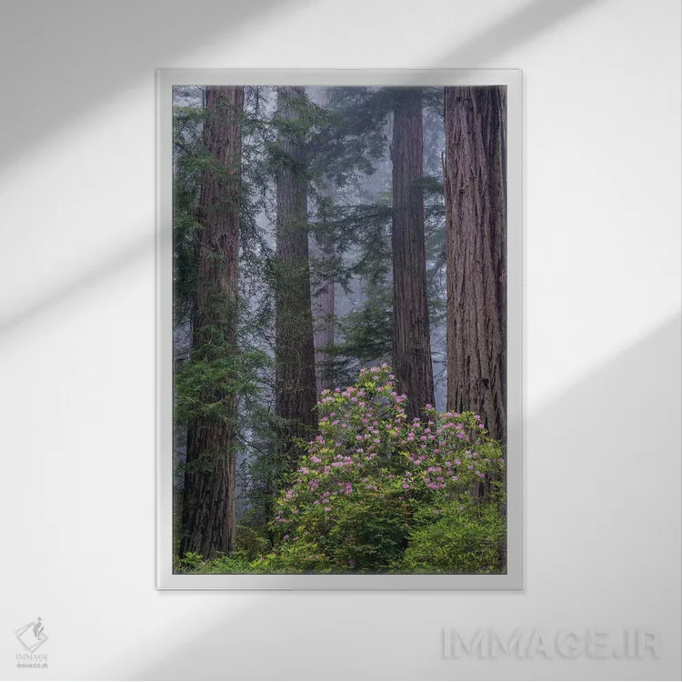 تابلو دکوراتیو Redwood National Park, California,رودودندرون اقیانوس آرام در جنگ… اثر جف فوت - نمای قابدار سفید