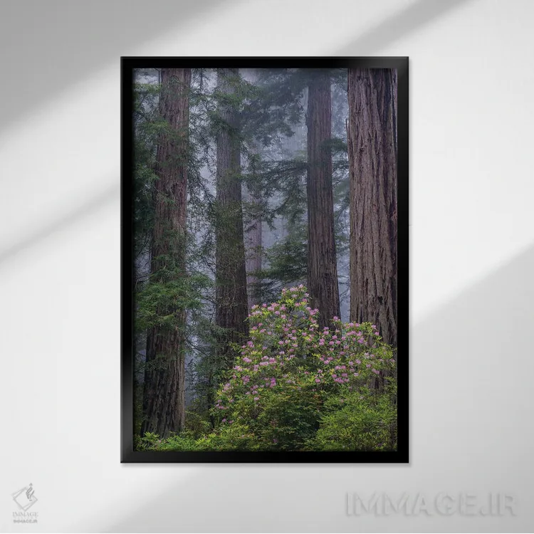 تابلو دکوراتیو Redwood National Park, California,رودودندرون اقیانوس آرام در جنگ… اثر جف فوت - نمای قابدار مشکی