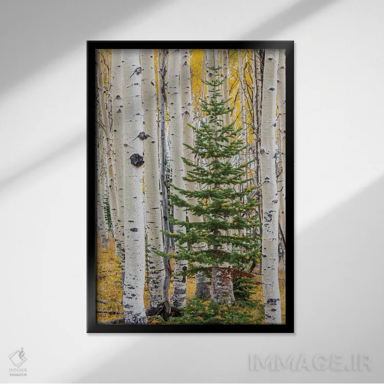 تابلو دکوراتیو Grand Staircase-Escalante National Monument, Utah,صنوبر لرزان و… اثر جف فوت - نمای قابدار مشکی