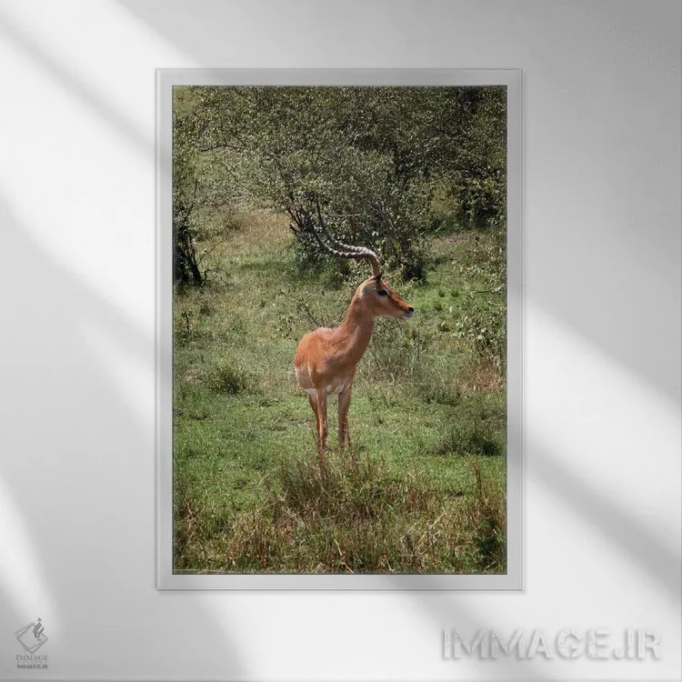 تابلو دکوراتیو تنها اثر جنت فیکار - نمای قابدار سفید